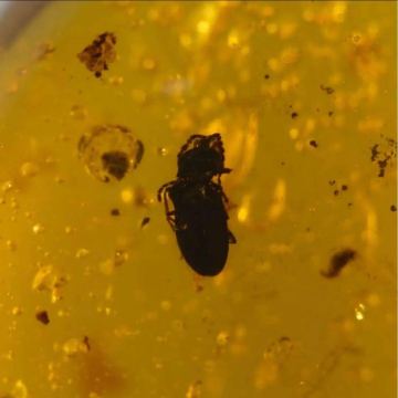 KA0059 虫入り琥珀化石　ミャンマー　カムティかタナイ産　9900万年前