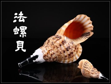 【吉】ZE058 時代 和楽器 大型 【法螺貝】 長さ41㎝ 山伏 修験 神具 仏具／極美品！