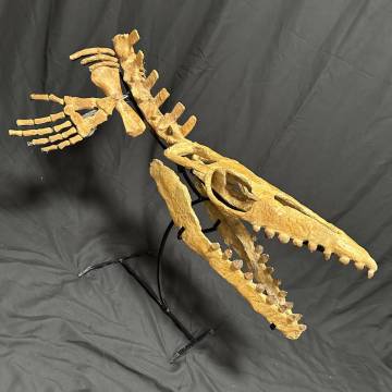 1円出品◆グロビデンス モササウルス亜科 化石/頭骨 頭蓋骨 スカル 歯 牙 背骨 ヒレ/海生爬虫類 モロッコ 恐竜/1円スタート/1141