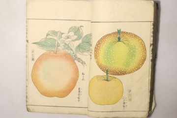 「菓木栽培法 第8巻」藤井徹 加藤竹斎 明治11年 1冊｜農業 農家 植物 図鑑 果物 果実 菜園 彩色 絵入 木版画 明治時代 古書和本 古典籍 r26