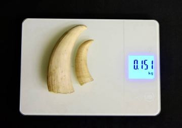 鯨歯　マッコウクジラ　鯨牙　印材根付　総重１５１ｇ