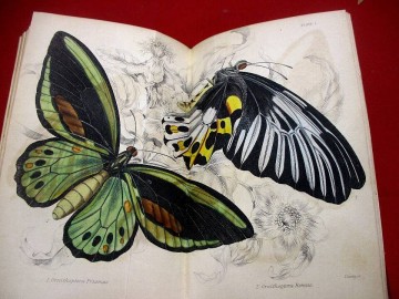 c753●1840年　昆虫図鑑7冊　The Naturalist's Library 蝶　カブトムシ　トンボ他　銅版画多数　　洋書古書