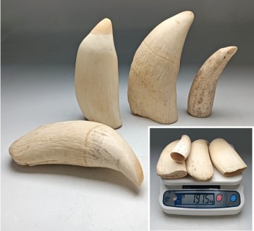 【A4286】マッコウクジラ 鯨 歯 抹香鯨 天然素材 彫刻材料 根村 骨董品 印材 置物 工芸品 4本まとめ 総重量約1915g 