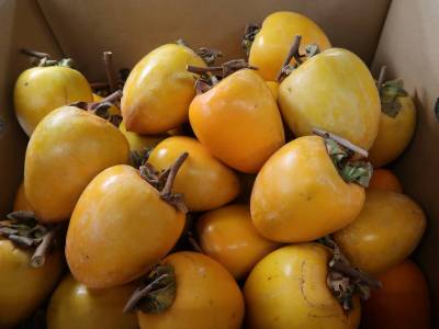 【約20~18kg⇒約10~9㎏x2箱】　愛宕柿　約20kg・家庭用（干し柿・渋柿）　 1円スタート・愛媛産