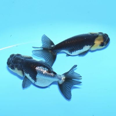 【最高級】羽衣らんちゅう　2匹　約5センチ【死着保証あり】金魚　きんぎょ