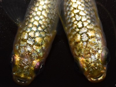 《京めだかアンナ セレクト》 【バロック】 ラメ配列抜群! ゴールドラメ! チョモランマ本人ブリード ガチバトル4 バトル出品品種！