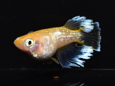 ◆◆京めだか◆◆ オレンジシャーベット オレシャ 《種親向き》京めだか&夢見月メダカ コラボ品種 