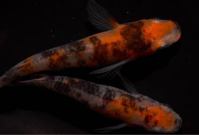 【ヒトミダめだか】（限定出品）品評会優秀賞受賞系統★森三色★種親クラス★森三色作出者ひろくんのめだかご本人ブリード個体★