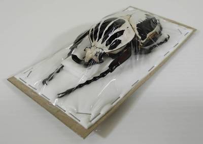 【100mm】ゴライアスオオツノハナムグリ 昆虫標本 コートジボワール Issia 2003年 Goliathus regius insect　　　 #0664/117