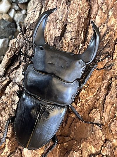 北峰産　ホーペ　ホペイ　皇帝　