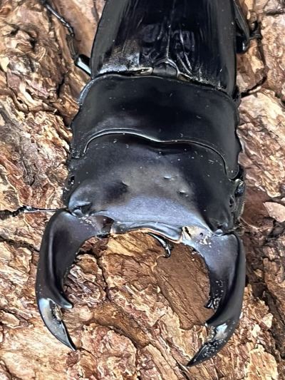 北峰産　ホーペ　ホペイ　皇帝&times;炎駒X