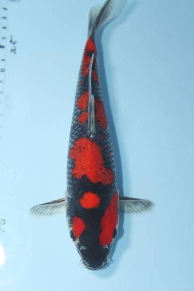 最高峰　黒五色　２２センチ