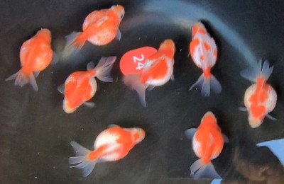 紅白パール当歳約6㌢前後現物8匹上物＋オマケ2匹計10匹■観賞用にde12