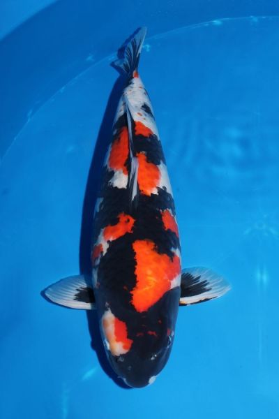 ★錦鯉発祥の地から全国へ向けて★　　　池上げ販売開始！！　　No.29　　　坂牧養鯉場　　 【昭和♀】　　60㎝　　生産証明書つき。