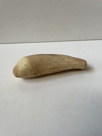 古い クジラ歯 約403g (鯨 くじら キバ 牙 きば 歯鯨 抹香鯨/マッコウクジラ 鯨牙 鯨歯 彫刻 印鑑 印材 根付 素材 置物