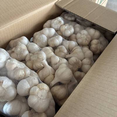 青森県 にんにく10Kg M 良品