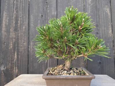 千寿丸（八房黒松）模様木 小品盆栽 樹高:約18cm 根本幅:約3㎝ 根元周囲:約9cm 幹元から柔らかい動きがある千寿丸 2023年4月植え替え