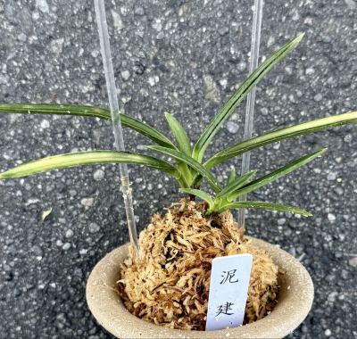 富貴蘭【泥建】伝統園芸　東洋蘭　《富貴蘭を楽しんで》