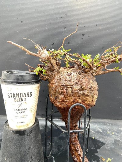 7366 「パキプスフェア」現地養生株 オペルクリカリア パキプス【3/10着・鮮度保証・到着3日以内返品OK・根切確認済・O.pachypus・塊根】