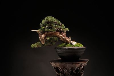 盆栽 糸魚川真柏