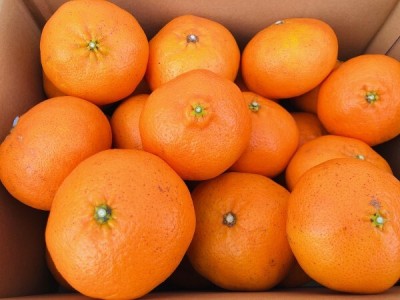 1円スタート！！愛媛県産 甘平5kg ご家庭用......