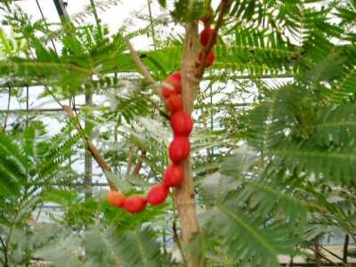 ＫＮ　エバーフレッシュ　コヨバ　アルボレア　アングスティフォリア（COJOBA ARBOREA var. ANGUSTIFOLIA）　　　1.6Ｍ以下