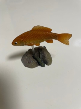 ヒブナ　原色淡水魚図鑑 Ⅱ　シークレット